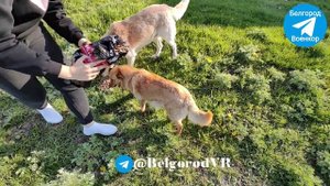 Поездка в Грайворонский район. Грайворон, Глотово, Козинка, покормили животных