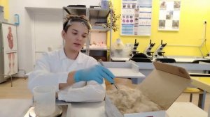 Создание нефтесорбента на основе рогоза. Февральская естественно-научная образовательная программа.