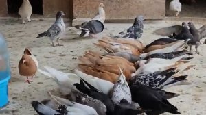 Не рынка не голубей (Мои голуби)