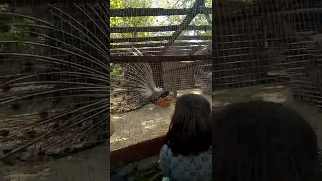 павлин. Лога парк. Каменск-шахтинский. смотреть онлайн