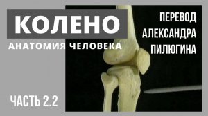 КОЛЕНО. Анатомия человека. Видеоатлас Acland. Русский перевод А. Пилюгина. Фильм 2.2