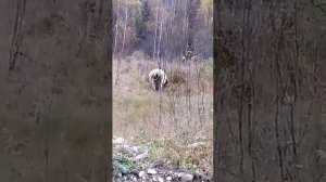 Медведь рвёт корову