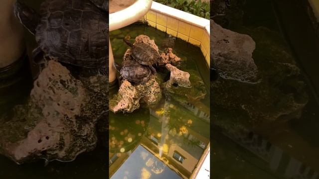 Черепашки в отеле Benna в Анталье