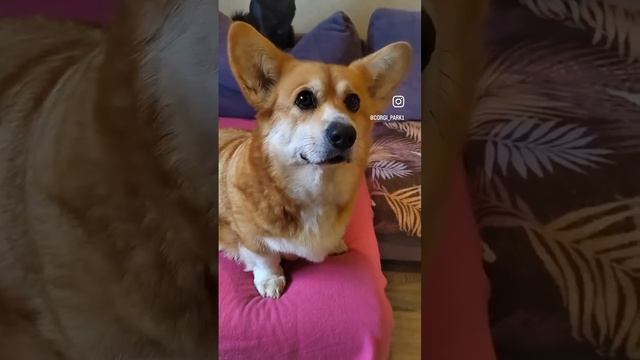 Это тоже самое😂😂😂 #собаки #этотожесамое #милота смотреть онлайн