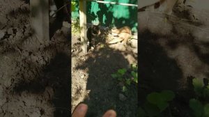 Незнакомые кошки дерутся с кем-то