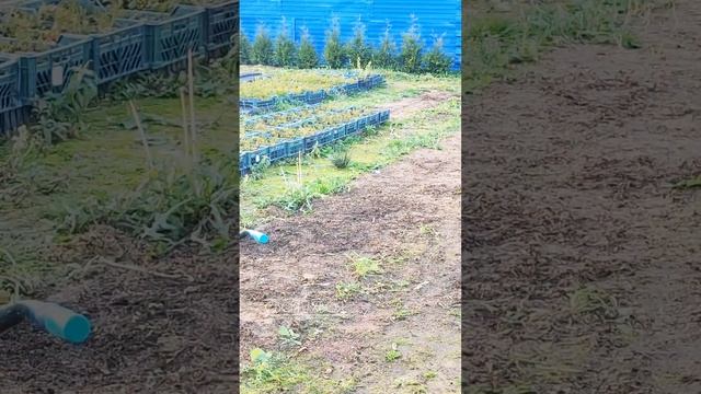Приводим в порядок контейнерную площадку
