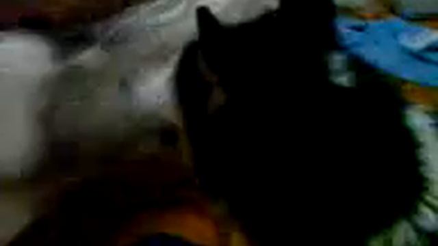 мотька бесится после купания.3GP смотреть онлайн