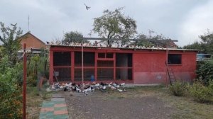 Голуби два дня из жизни