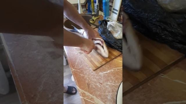 Австралийский лосось не лосось