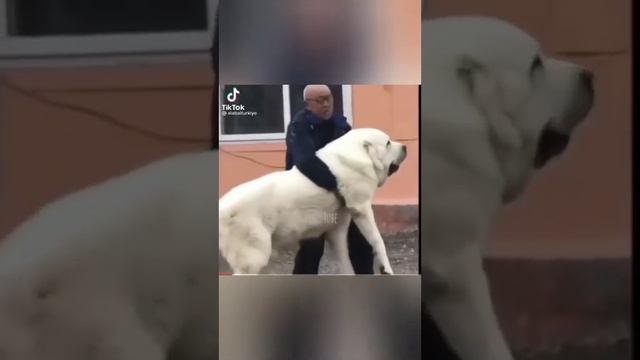 alabay , alabai , алабай ! Лучше видио больших собак 🐾👑 смотреть онлайн