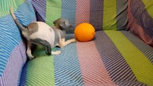 АГТ девочка 25.08.2018 г.р. американский голый терьер