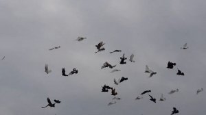 02.08.19. Утро Праздник Голуби. Morning Feast Pigeons.