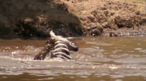 The Nile Crocodile Grows To Be How Big? | Nat Geo Wild