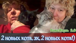 2 новых кота, эх, 2 новых кота!)