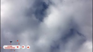 Голуби в подарок в Германии