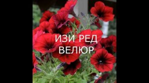 ПЕТУНИЯ серия Вейв- Шок Вейв и Изи Вейв. Характеристики и преимущества сорта