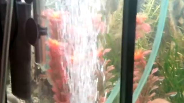 Аквариум 100л смотреть онлайн