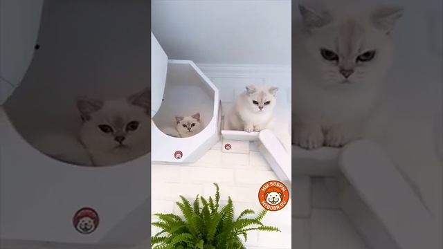 Котикиправятмиром #котодром #мы_бобры #коты
