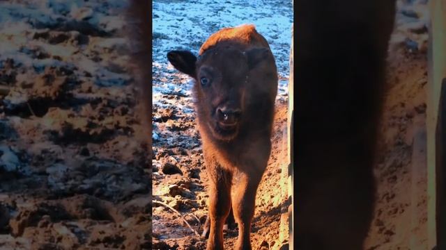 🌟 12 ноября над зоопарком зажглась новая звезда – родился зубрёнок!