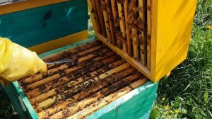 СЕМЬИ ГОТОВЫ К ВЫВОДУ МАТОК.