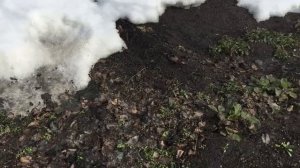 Наша первая весенняя поездка на дачу! Что делать в саду в апреле? Первые работы на даче весной