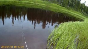 Шортики.Цикада и окунь