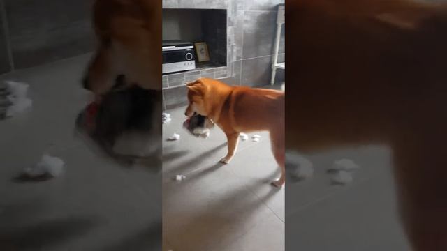 😂Забавная собака сиба-ину, очень смешно играет с игрушкой😅 смотреть онлайн