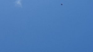 06.08.19. ГОЛУБИ+САПСАН+ОРЕЛ. DOVES + SAPSAN + EAGLE.