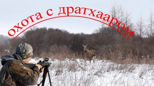 охота на косулю и лося с дратхааром зимой