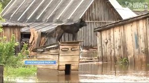 Деревни в Грязовецком районе оказались под водой из-за обильных дождей