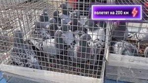 Голуби цены Птичий рынок г Пятигорск -ч1