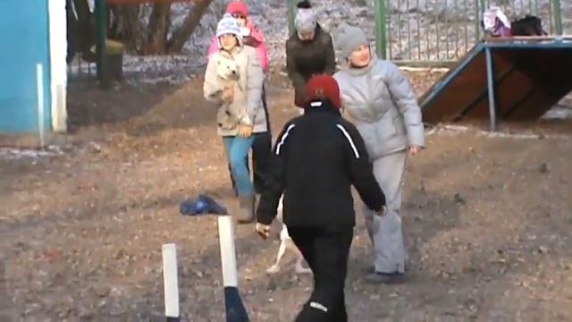 Лада и Лили Первые в жизни соревнования по аджилити M2U01628 смотреть онлайн