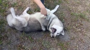 Как правильно чесать хаски