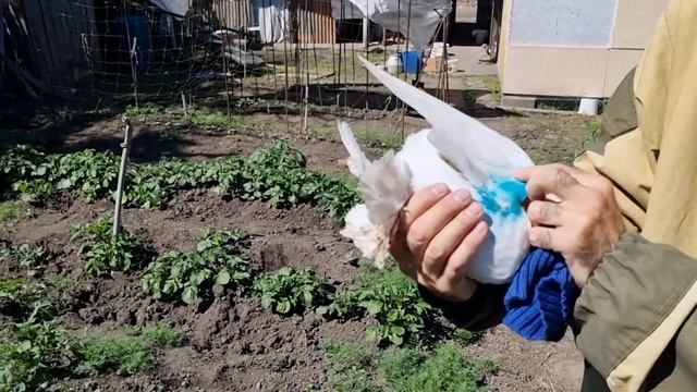 Бойные голуби в гостях у Алана