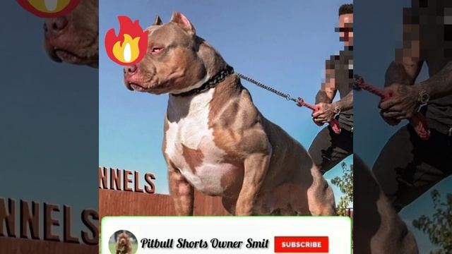 Pitbull Dog 🐕 Status 🔥😎🔥#subscribe #like #comment #shortvideo #pitbull смотреть онлайн