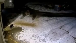3 волка напали на 3 собак