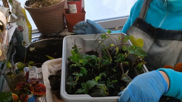 Чем заняться цветоводу в январе? Что делаю с черенками фуксии, бегонии, мяты?