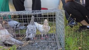 Голуби цены Птичий рынок г Беслан