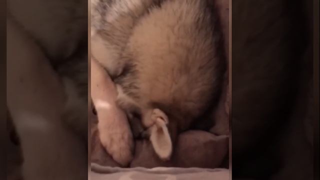 СМЕШНЫЕ КОШКИ И СОБАКИ #10 Забавные ЖИВОТНЫЕ / 10 минут смеха / ЛУЧШИЕ ПРИКОЛЫ смотреть онлайн