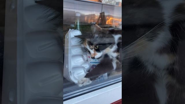 Сидит кошка на окошке #cat #кошка #кот #деревня #жизньвдеревне