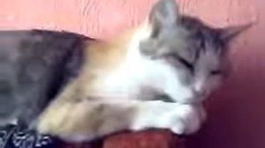Кошка чихает