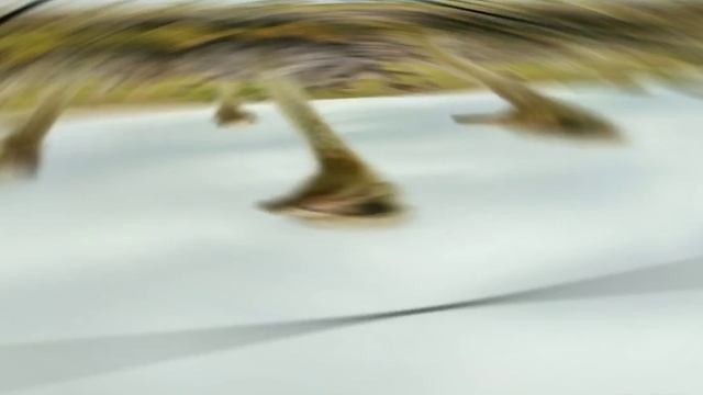 страус смотреть онлайн