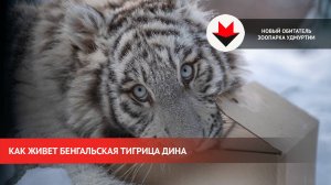 Бенгальская тигрица Дина в зоопарке Удмуртии