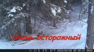 Свободные волки в тайге