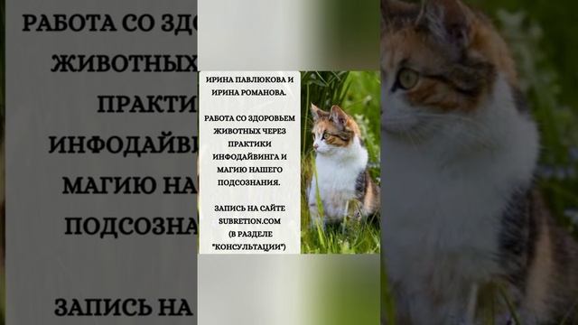 #кошки #собаки #животные #щенки #котята #здоровье #целительство #целитель смотреть онлайн