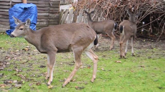 Олени пришли в гости