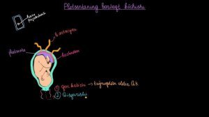 Platsenta  koʻchishi |  Homiladorlik va homiladorlik asoratlari | Tibbiyot