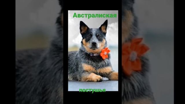 Собака породы Австралийская пастушья. Не спутайте с Австралийской короткохвостой пастушьей🥴 смотреть онлайн