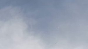 3.03.18. Не заплонированный лет голубей.