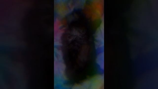 Дохлая кошка.